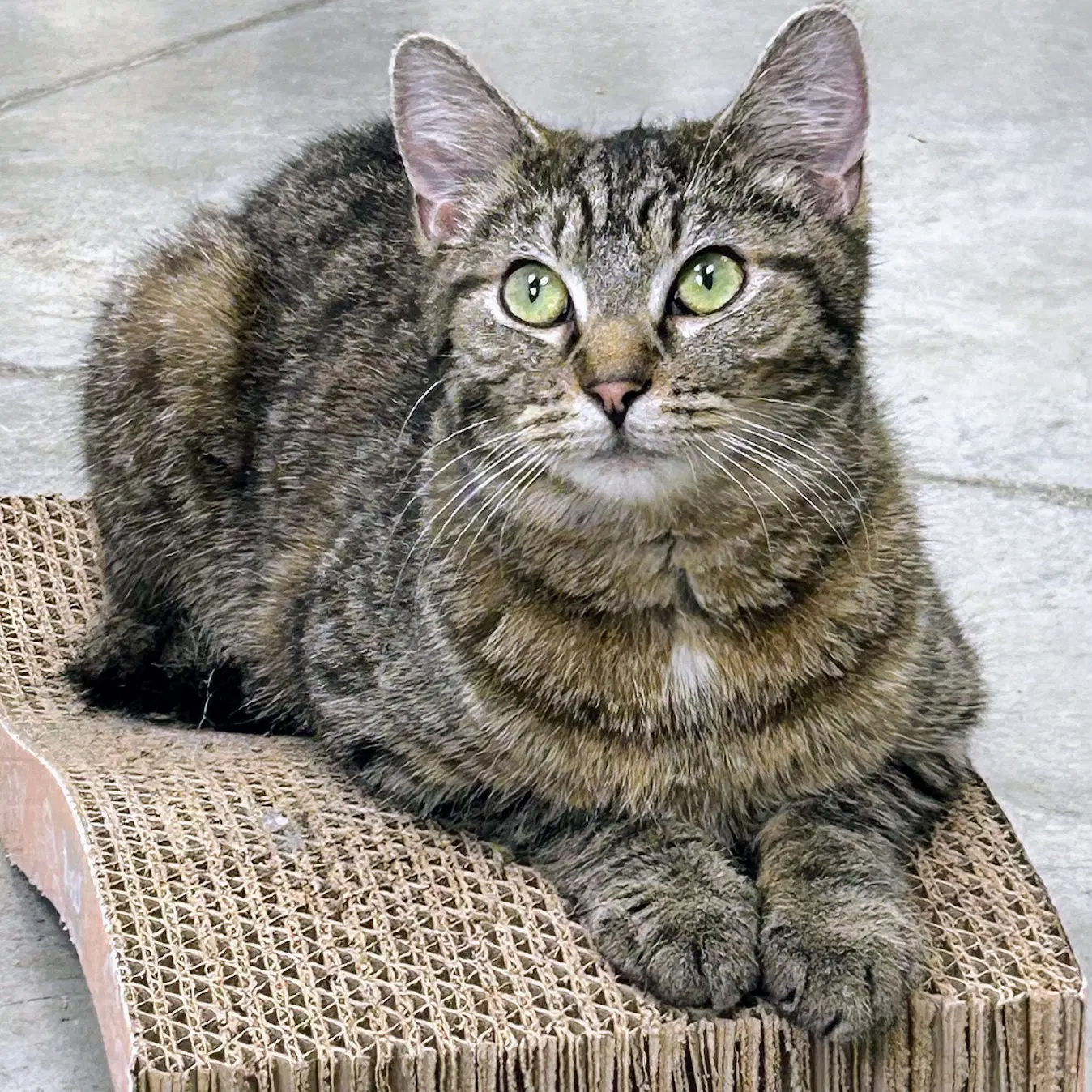 Tinsel - Domestic Short Hair