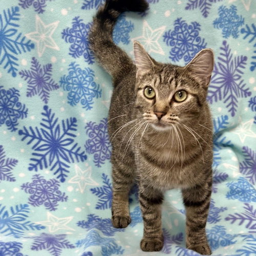 Tinsel, an adoptable Domestic Short Hair in Batavia, OH