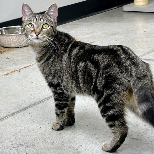 Charlie Chaplin, an adoptable Domestic Short Hair in Batavia, OH