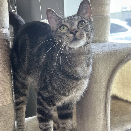 Charlie Chaplin, an adoptable Domestic Short Hair in Batavia, OH