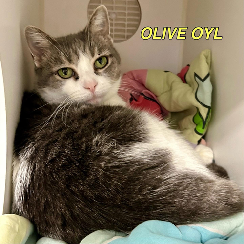 picture of the cat needing adoption