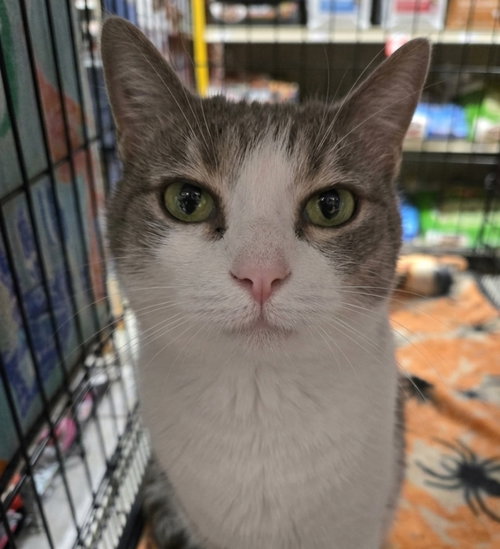 Olive Oyl, Adult Domestic Short Hair / Tabby / Mixed (medium coat), cat for adoption in Covington, Kentucky