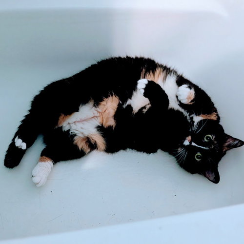Sashimi (Chloe), an adoptable Domestic Short Hair in Batavia, OH