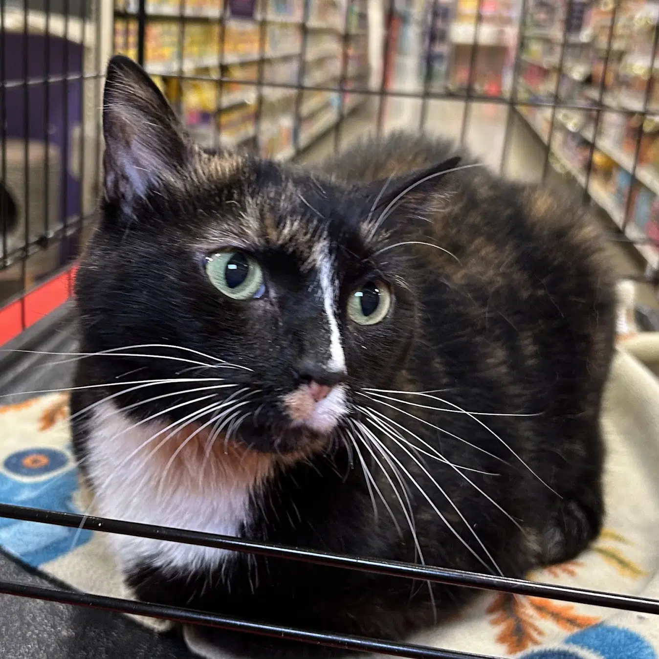 Chloe - Domestic Short Hair