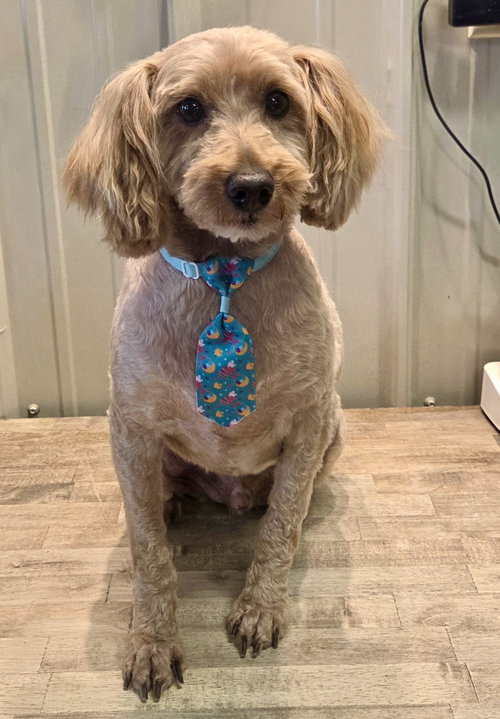 Jefferson (bonded with Monroe), an adoptable Poodle in Batavia, OH