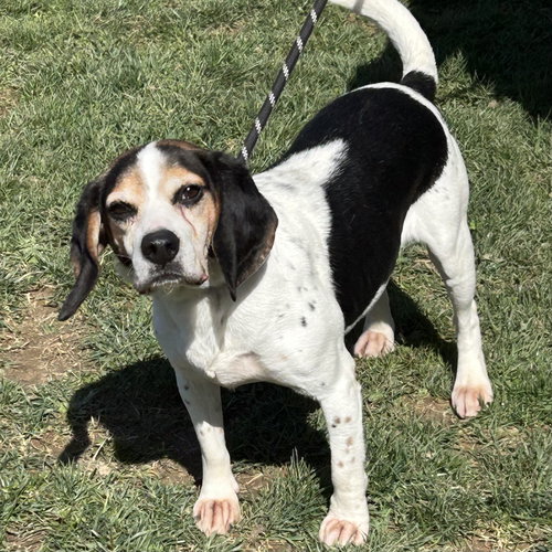 Boone 2026, an adoptable Beagle in Batavia, OH