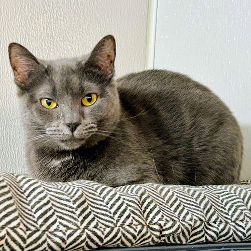 Butterbean, an adoptable Domestic Short Hair in Batavia, OH