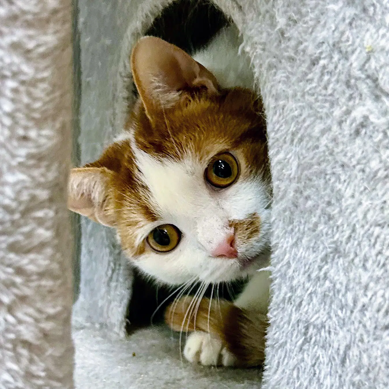 Loki - Domestic Short Hair
