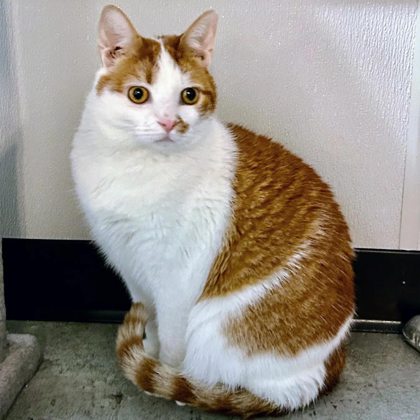 Loki image 4