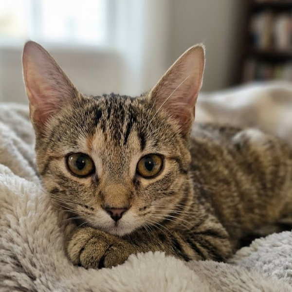 Cinnamon