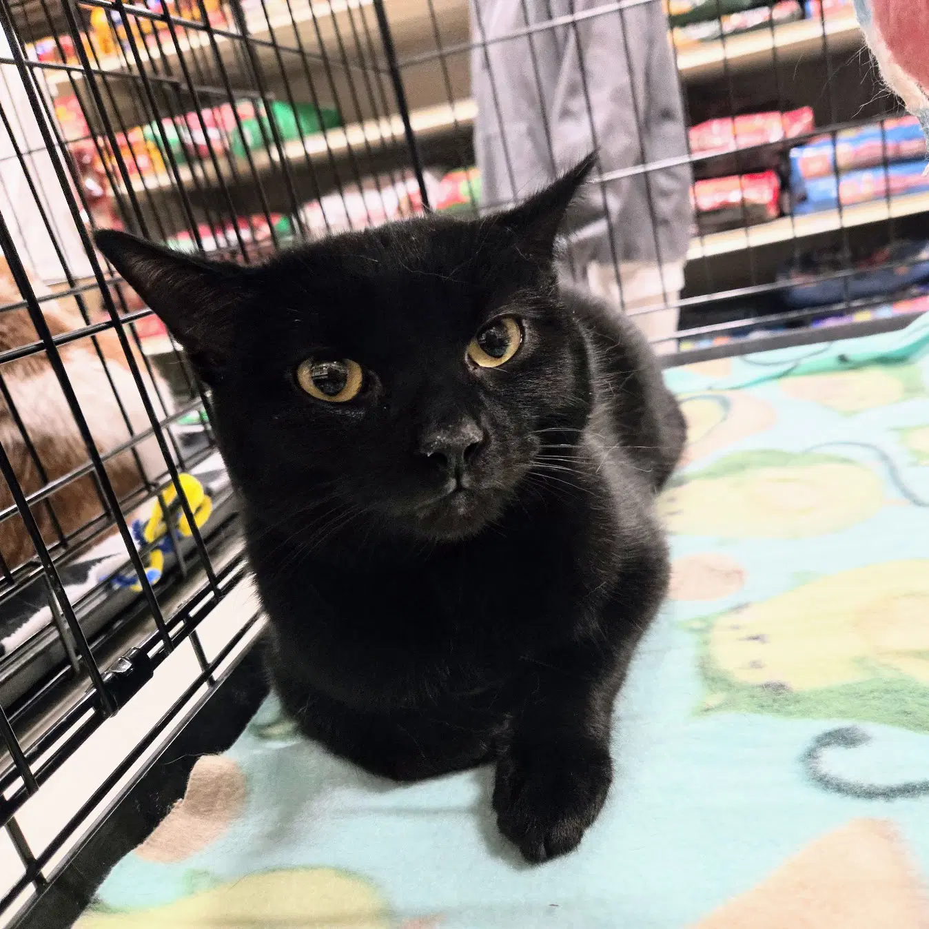 Pete - Domestic Short Hair