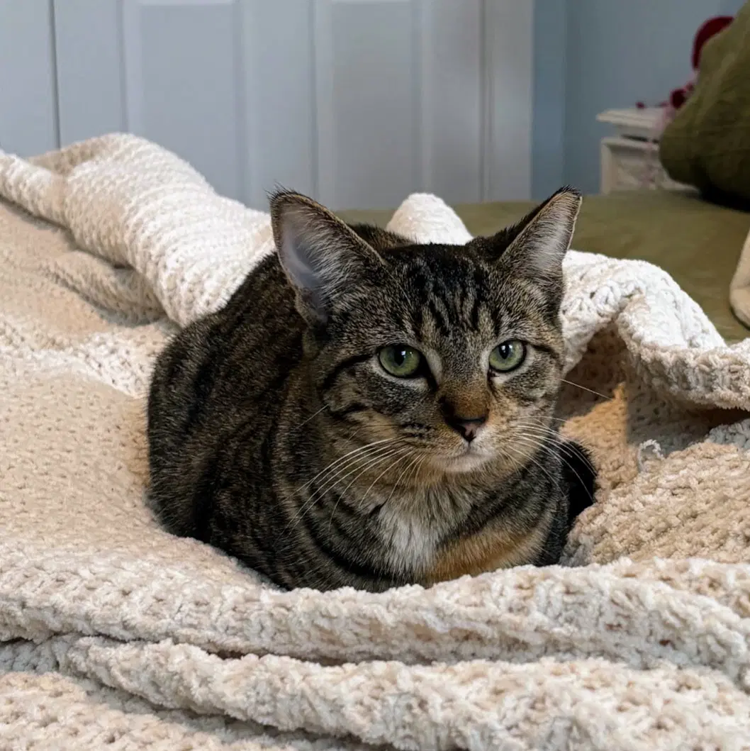 Liah - Domestic Short Hair