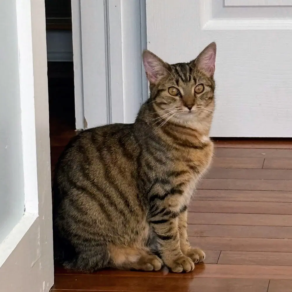 Pudding - Domestic Short Hair