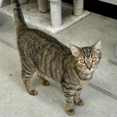 Pudding, a cat for adoption from Sweet Dream House Rescue