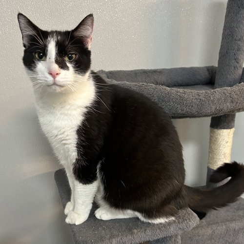 Mr. Buttons, an adoptable Domestic Short Hair in Batavia, OH