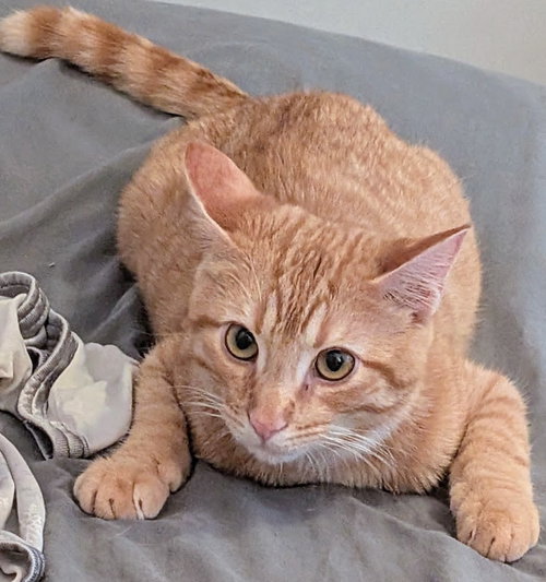 Sunset, an adoptable Domestic Short Hair in Batavia, OH