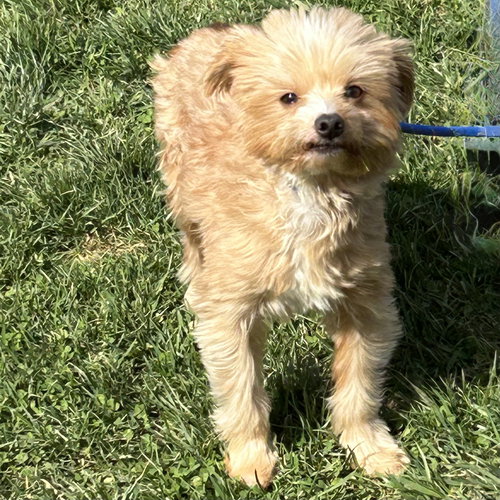 Miles 2026, an adoptable Poodle in Batavia, OH