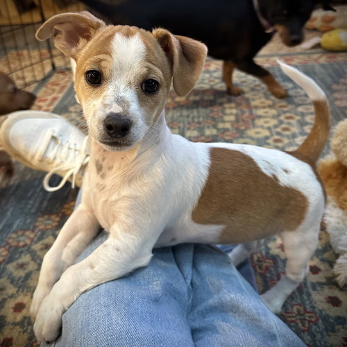 Eclair -Sweet Treats Litter, an adoptable Chihuahua in Batavia, OH