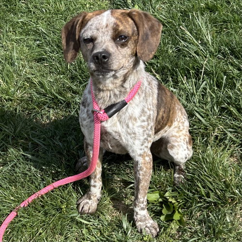 Freckles 2026, an adoptable Chihuahua in Batavia, OH