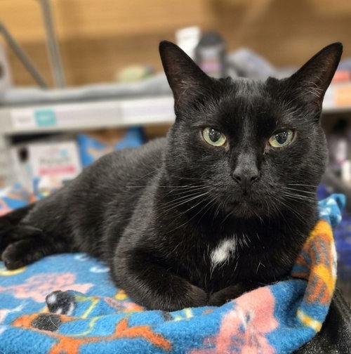 Dahlia, Adult Domestic Short Hair / Mixed (short coat), cat for adoption in Covington, Kentucky