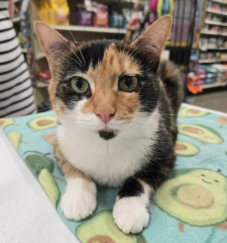 Pumpkin - Calico