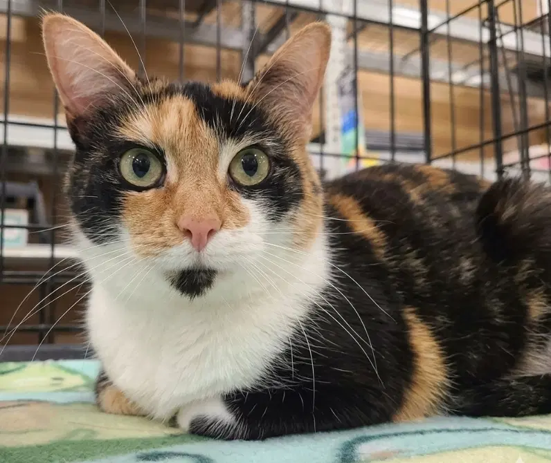 Pumpkin - Calico