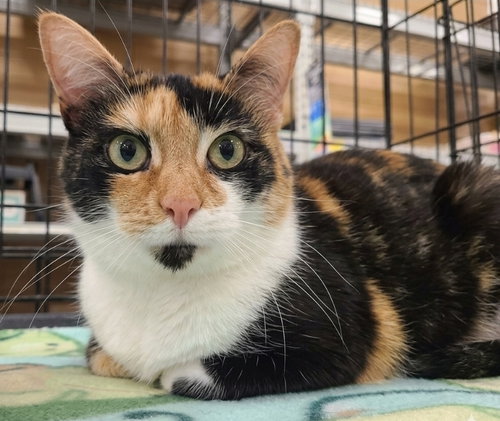 Pumpkin, an adoptable Calico in Batavia, OH