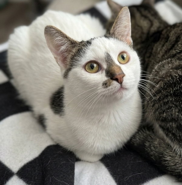 Alpha