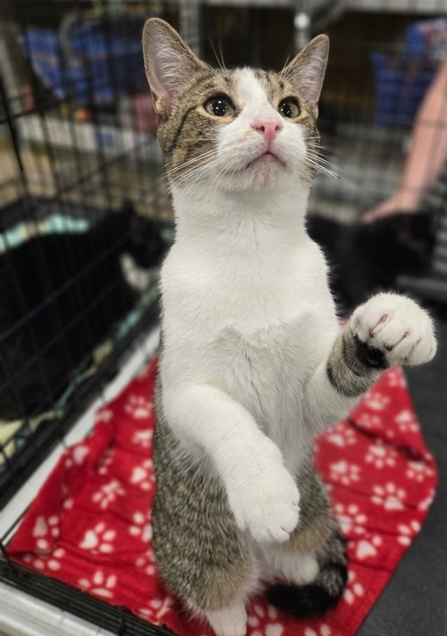 Delta, Adult Domestic Short Hair / Mixed (short coat), cat for adoption in Covington, Kentucky