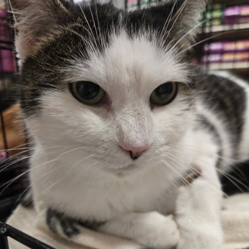Jasmine, an adoptable Domestic Short Hair in Batavia, OH