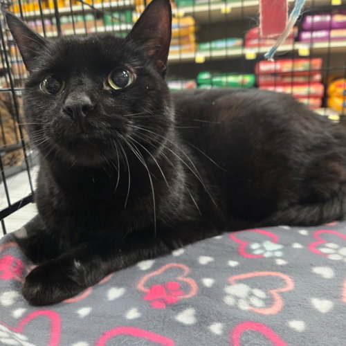 Sampson, an adoptable Domestic Short Hair in Batavia, OH