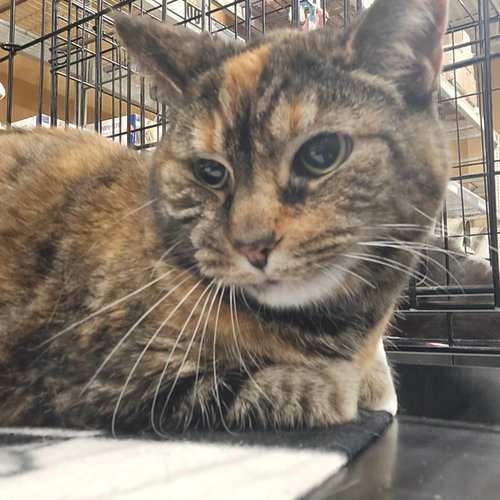 Delilah, an adoptable Domestic Long Hair in Batavia, OH