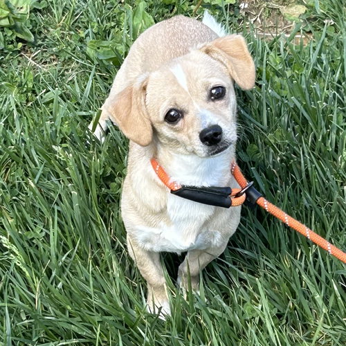 Cuddles 2026, an adoptable Chihuahua in Batavia, OH