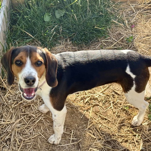 Jason 2026, an adoptable Beagle in Batavia, OH