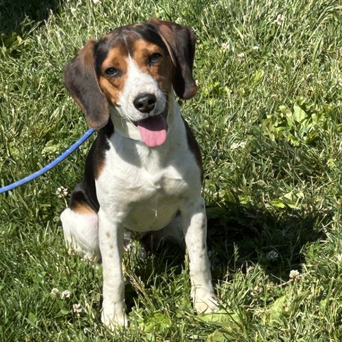 Jason 2026, an adoptable Beagle in Batavia, OH