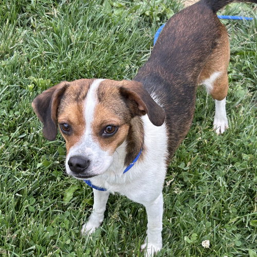 LouLou, an adoptable Beagle in Batavia, OH