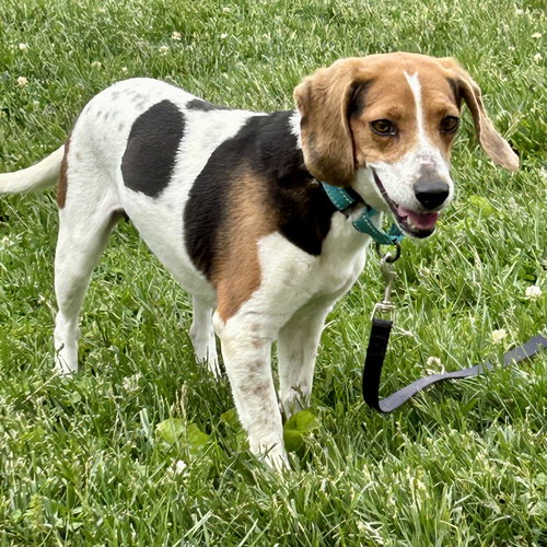 Susan, an adoptable Beagle in Batavia, OH