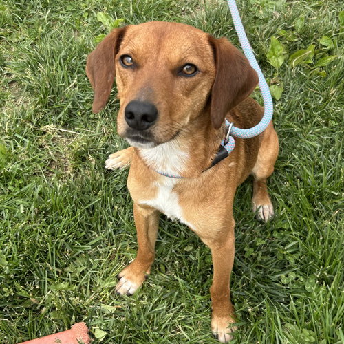 Wills 2026, an adoptable Beagle in Batavia, OH