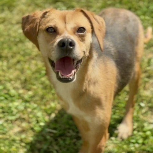 Petal 2026, an adoptable Beagle in Batavia, OH