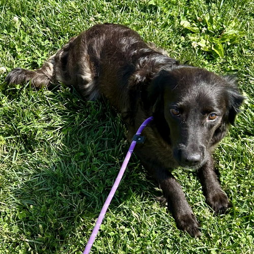 Ziggy 2026, an adoptable Golden Retriever in Batavia, OH