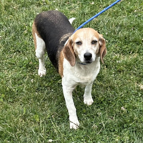 Peach 2026, an adoptable Beagle in Batavia, OH
