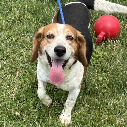 Mango 2026, an adoptable Beagle in Batavia, OH