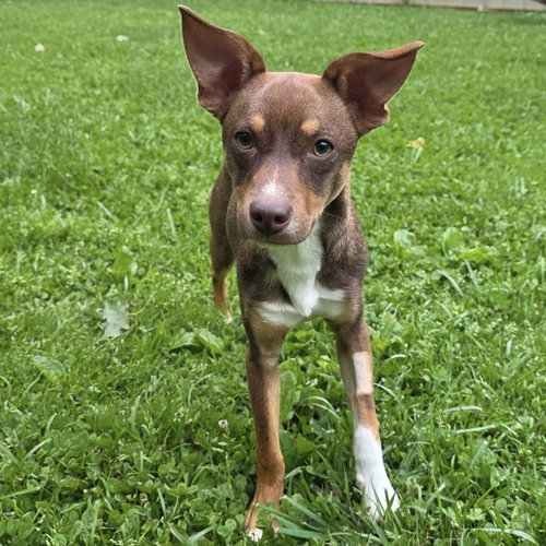 Pierce 2026, an adoptable Rat Terrier in Batavia, OH