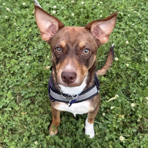picture of the dog needing adoption