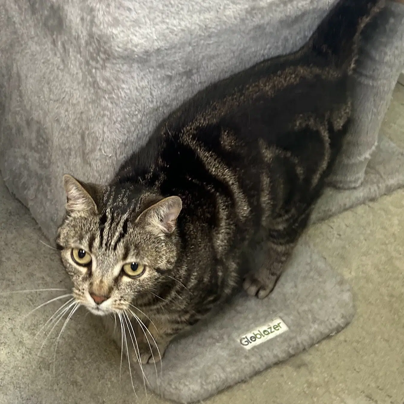 Koda - Tabby