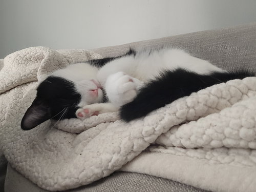 LLoyd, Adult Domestic Short Hair / Tuxedo / Mixed (short coat), cat for adoption in Fairfield, Ohio