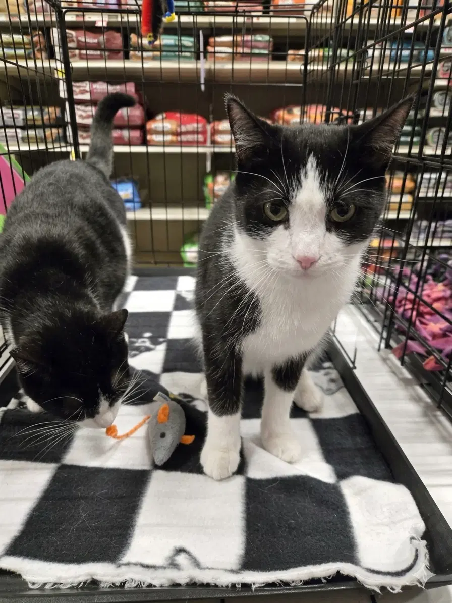 Larry - Tuxedo