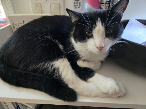 Larry, Adult Tuxedo / Domestic Short Hair / Mixed (short coat), cat for adoption in Fairfield, Ohio