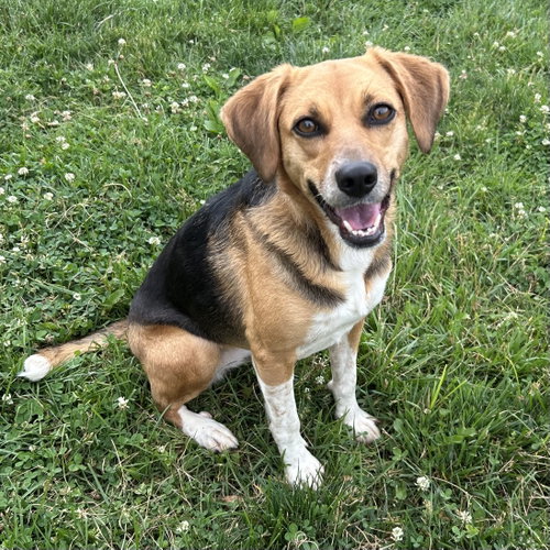 Jenn, an adoptable Beagle in Batavia, OH