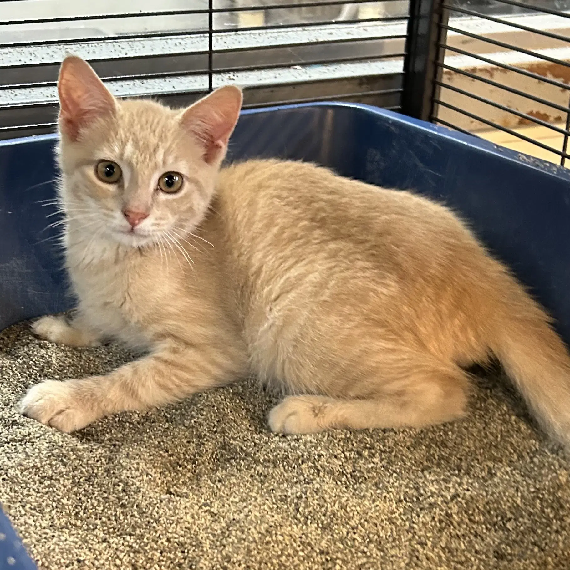 Big Bird - Domestic Short Hair